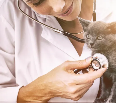 Vet checking cat with stethoscope